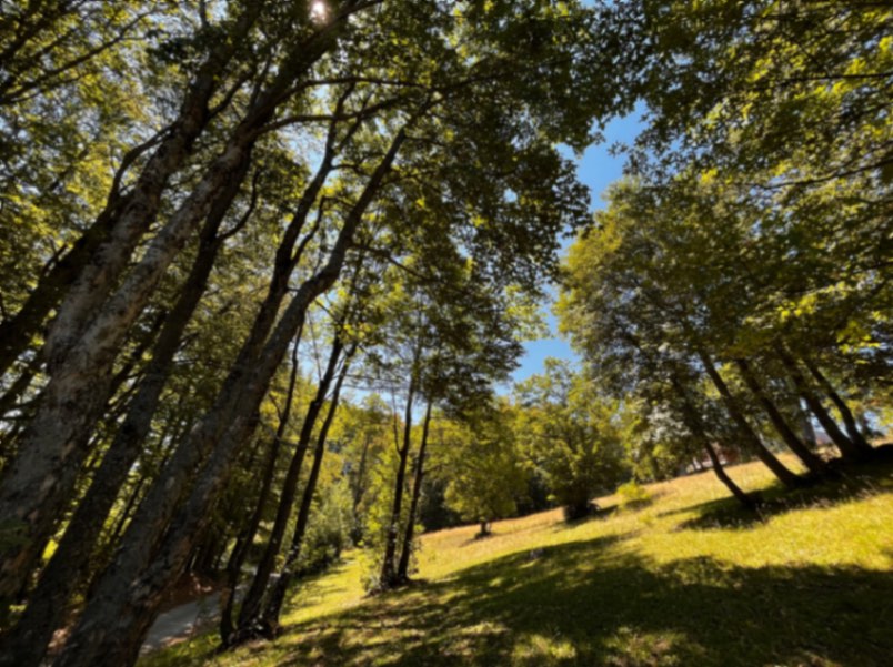 Land Pasina Voda 12000m2 - 2