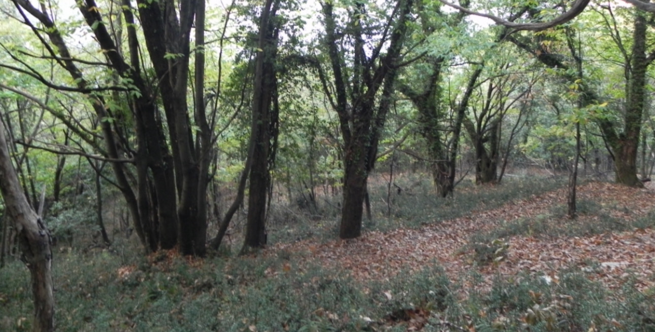 Участок Костайница 683м2 - 2