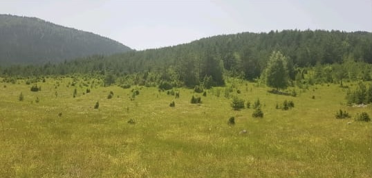 Land Zabljak 28400m2 - 1