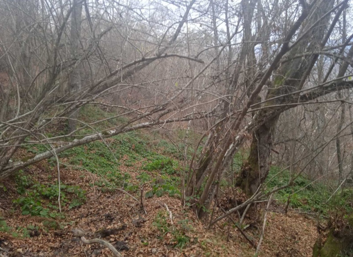 Land Brezojevice 2300m2 - 2