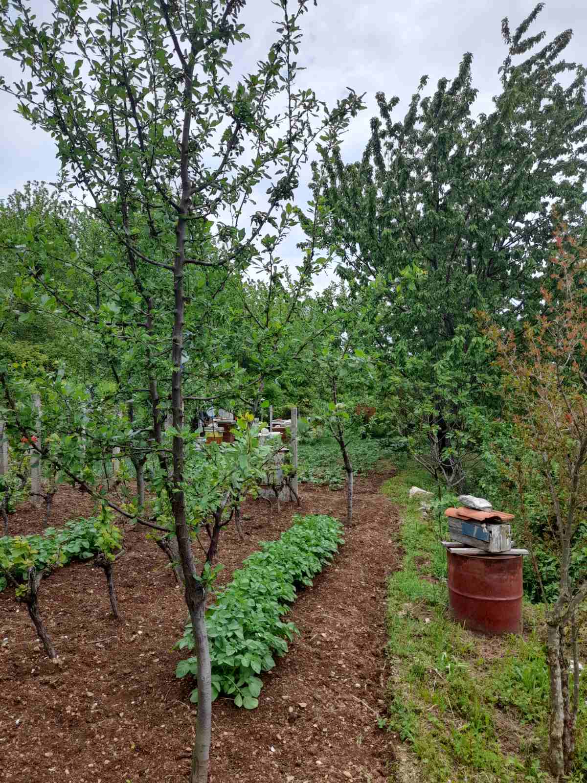 Plot Mokrine 700m2  - 5