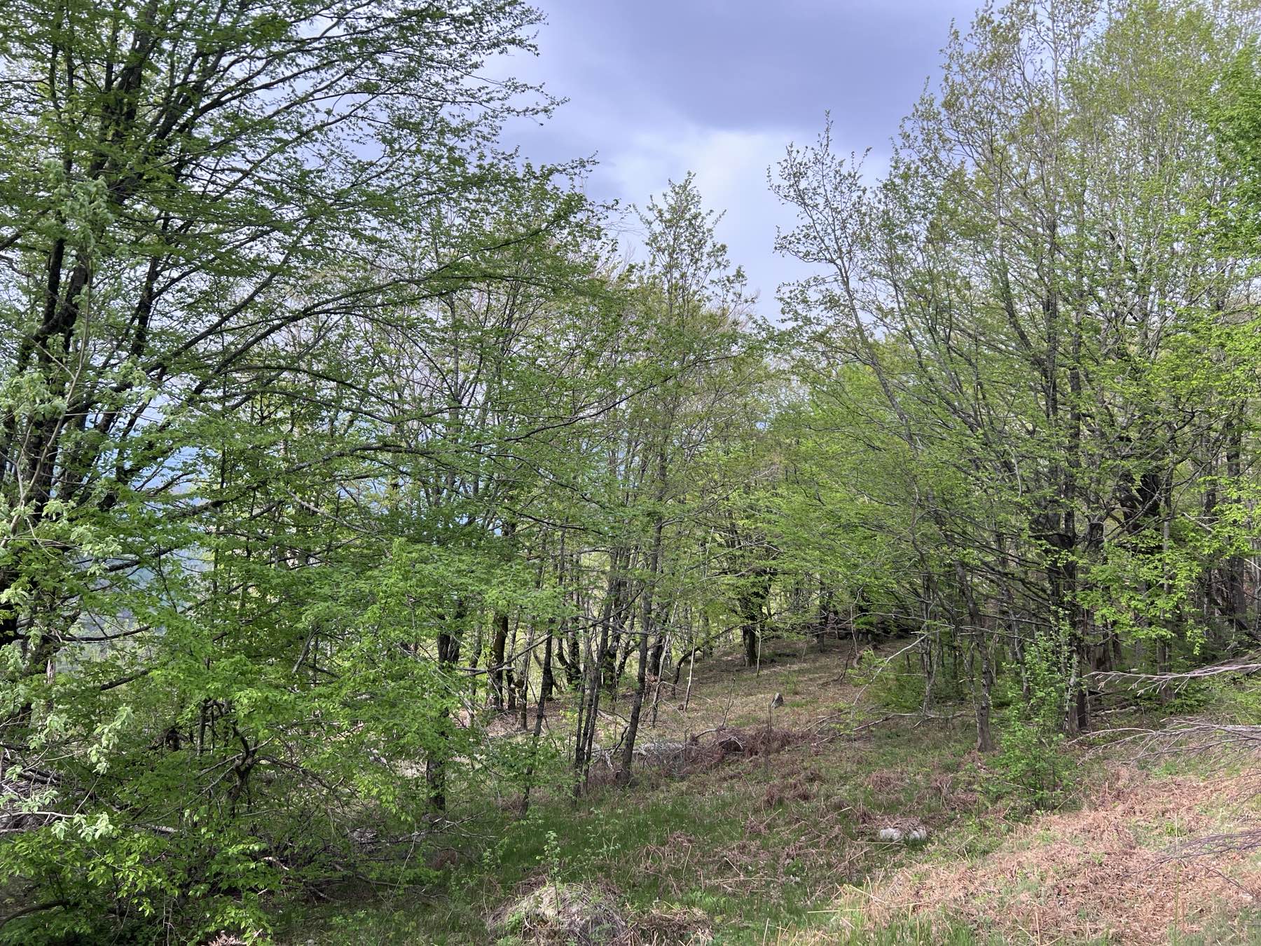 Zemljiste Kolasin 8000m2