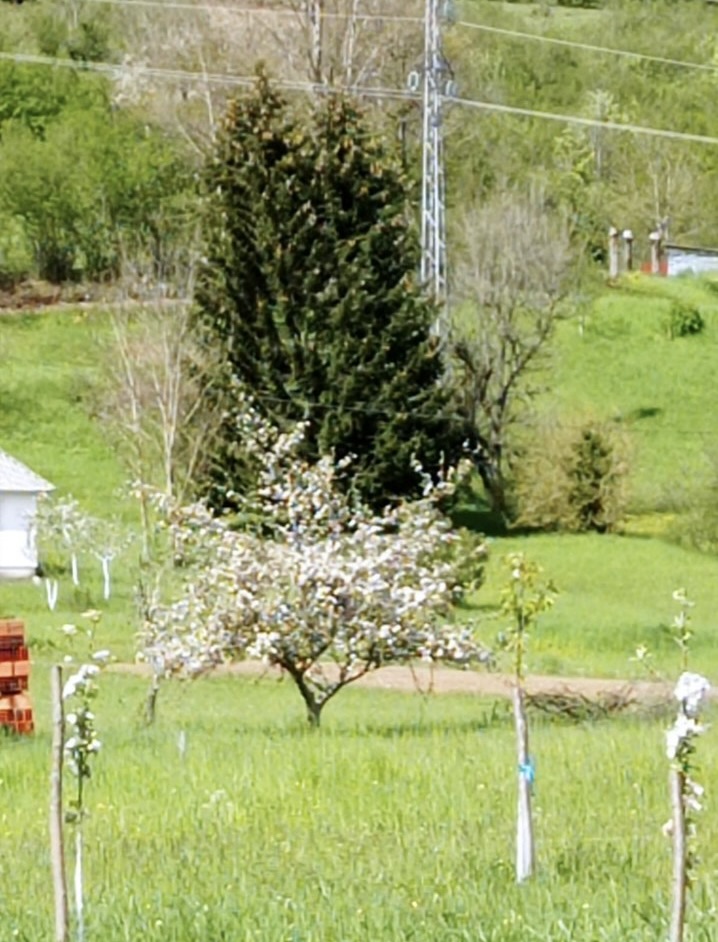 Land Kolasin 600m2 - 6