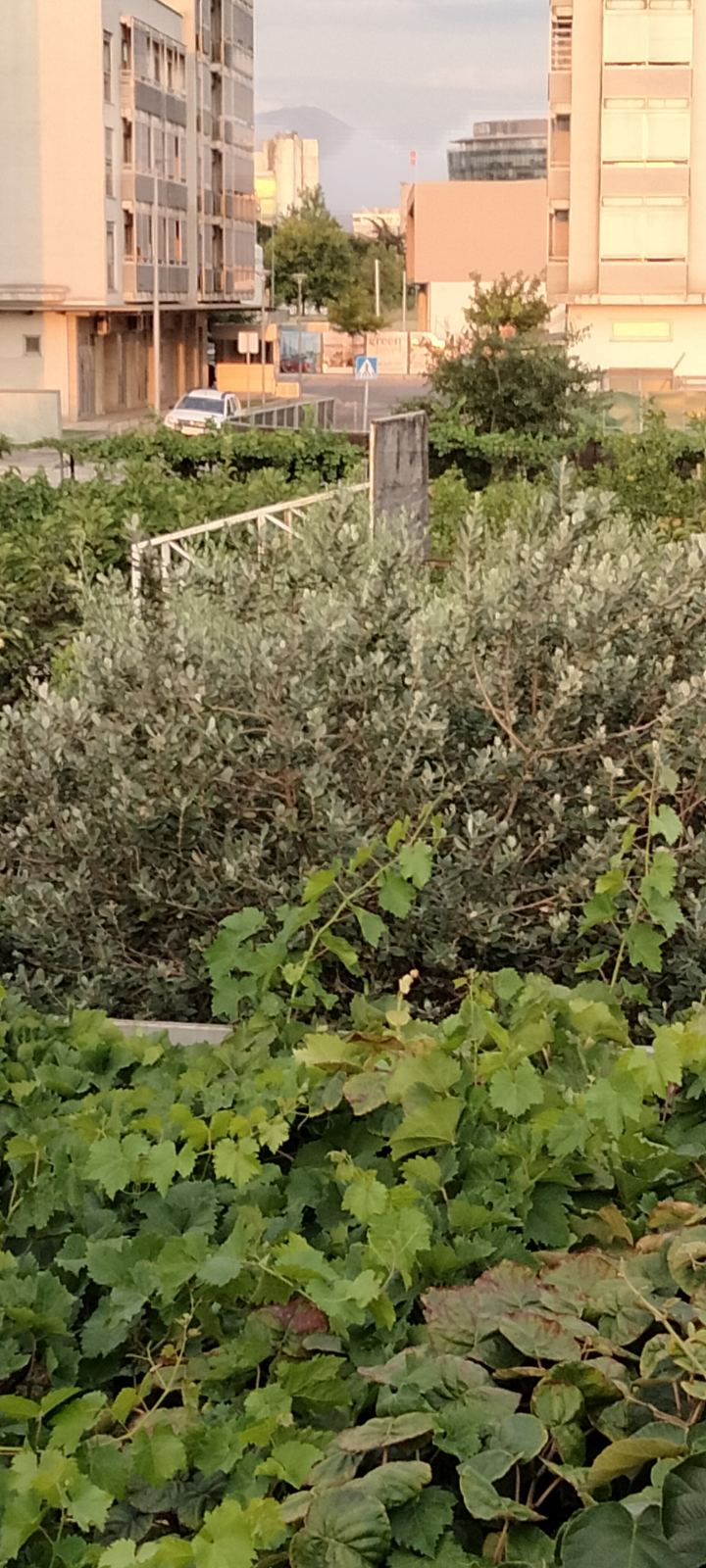 Урбанизированный участок Горна Горица 560м2 - 2