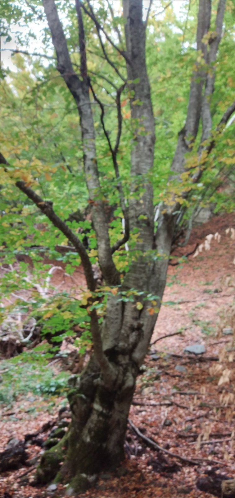 Mioska'da 45233m2'lik Arazi - 18