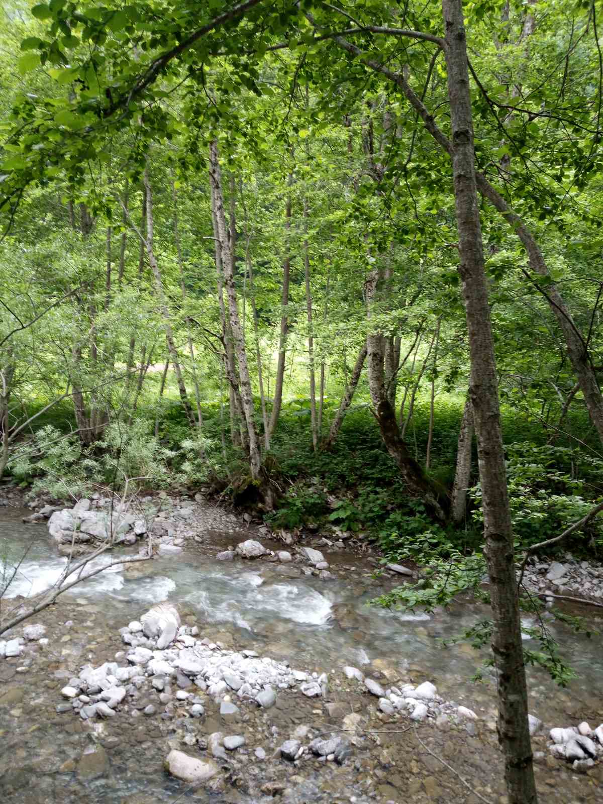 Zemljiste Opasanica 150000m2 - 2