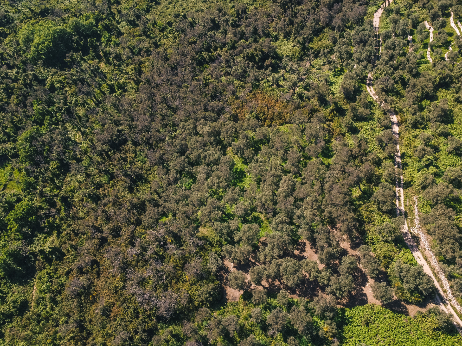 Land Ulcinj 3030m2 - 11