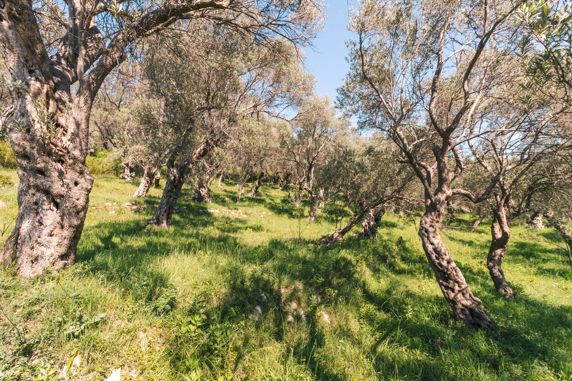 Land Ulcinj 3030m2 - 19