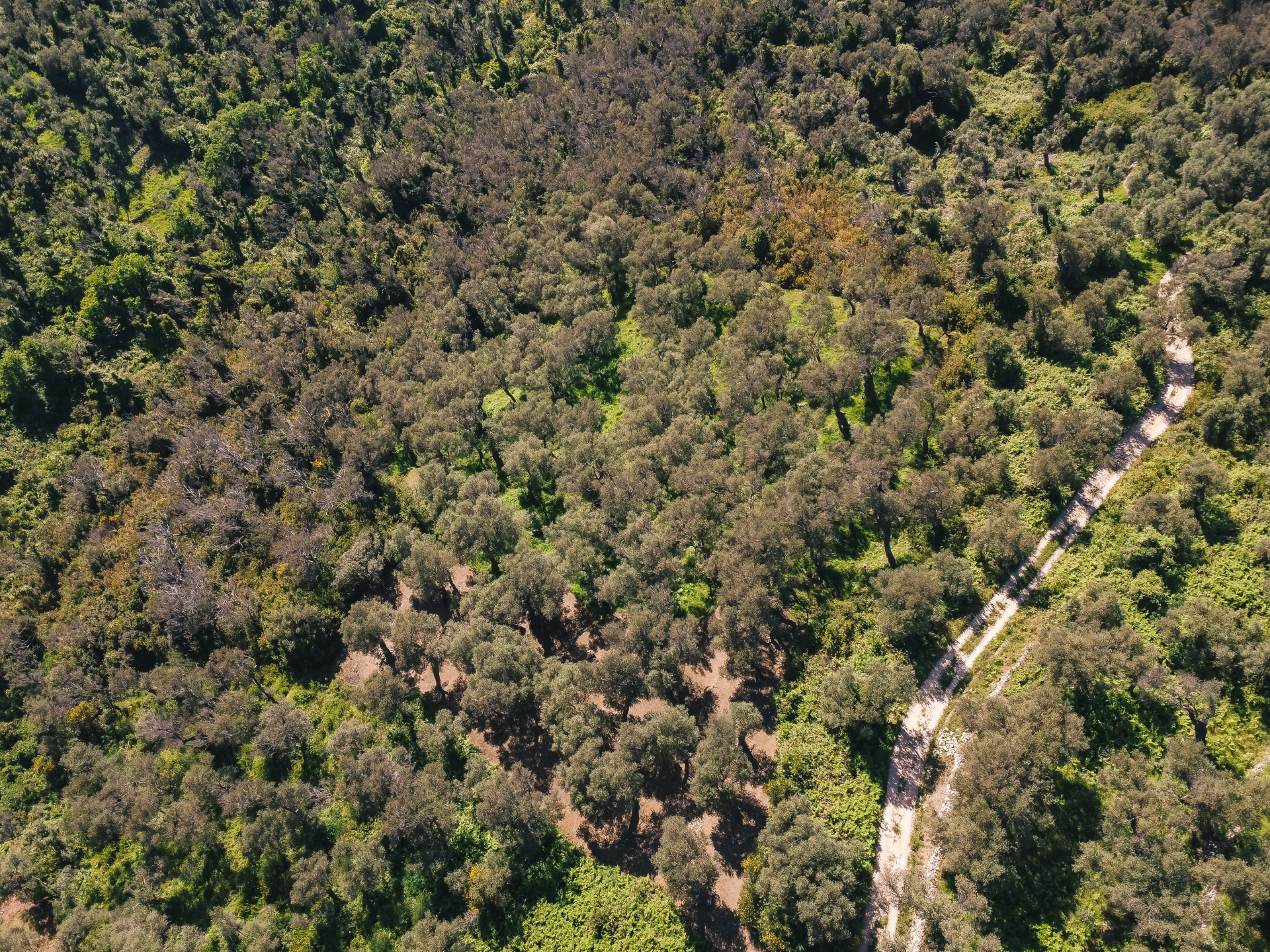 Land Ulcinj 3030m2 - 6