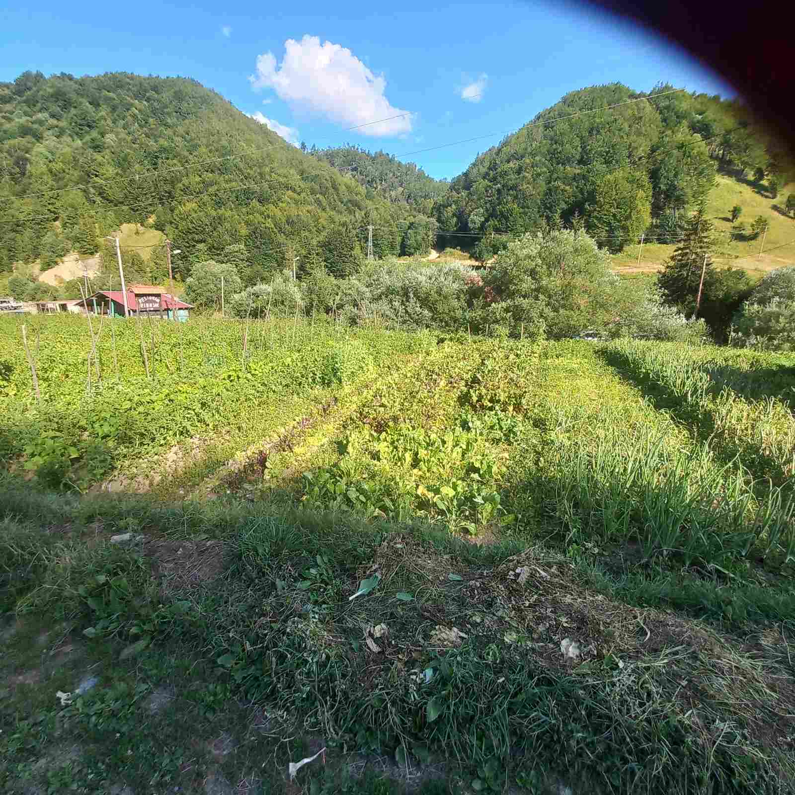 Zemljiste Verusa 13266m2