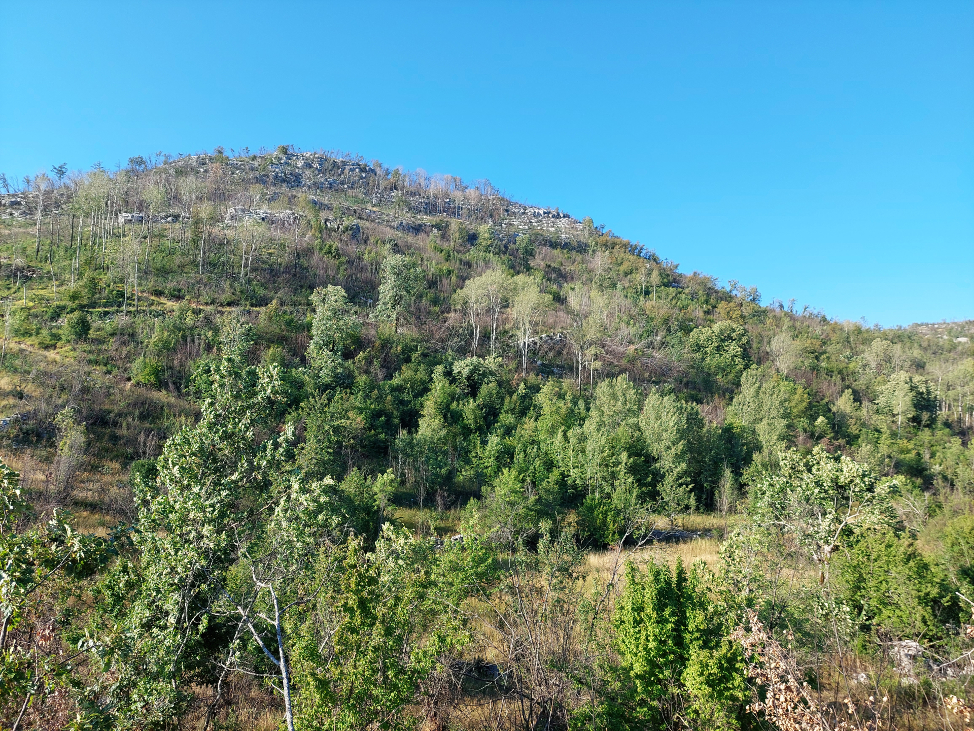 Zemljiste Brestice 48000m2 - 2