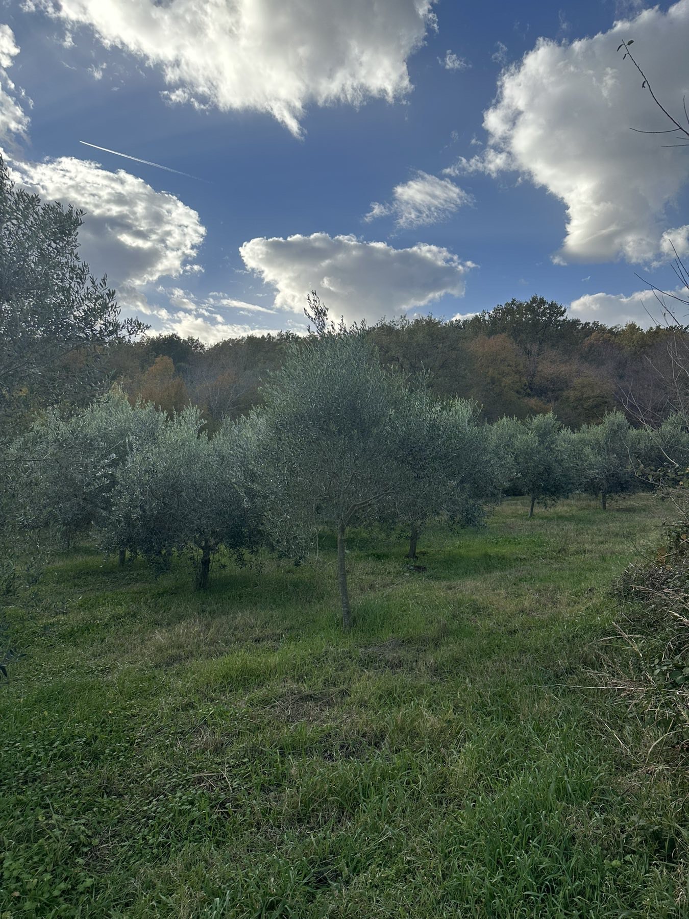 Land Darza 6000m2 - 2