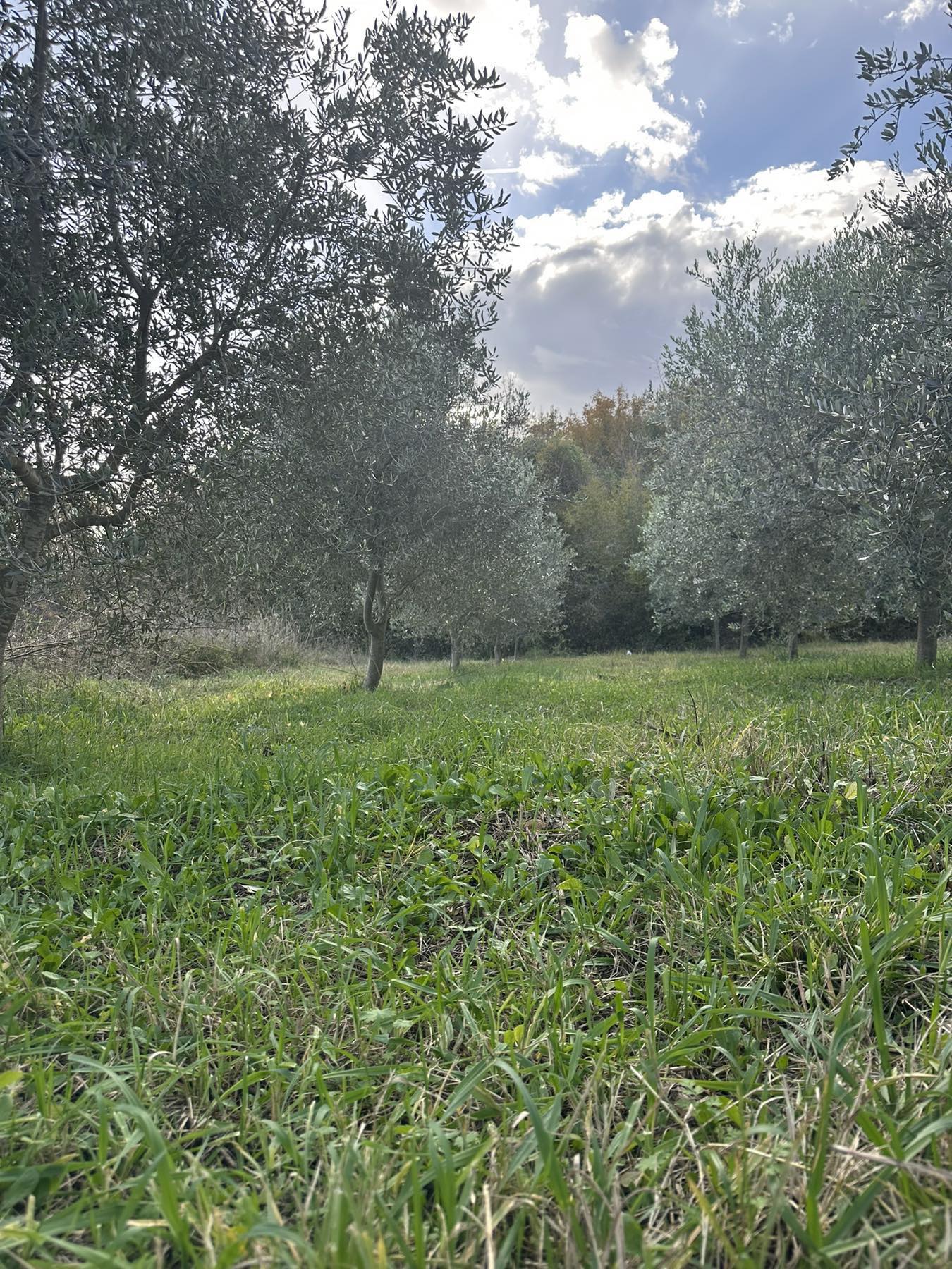 Land Darza 6000m2 - 9