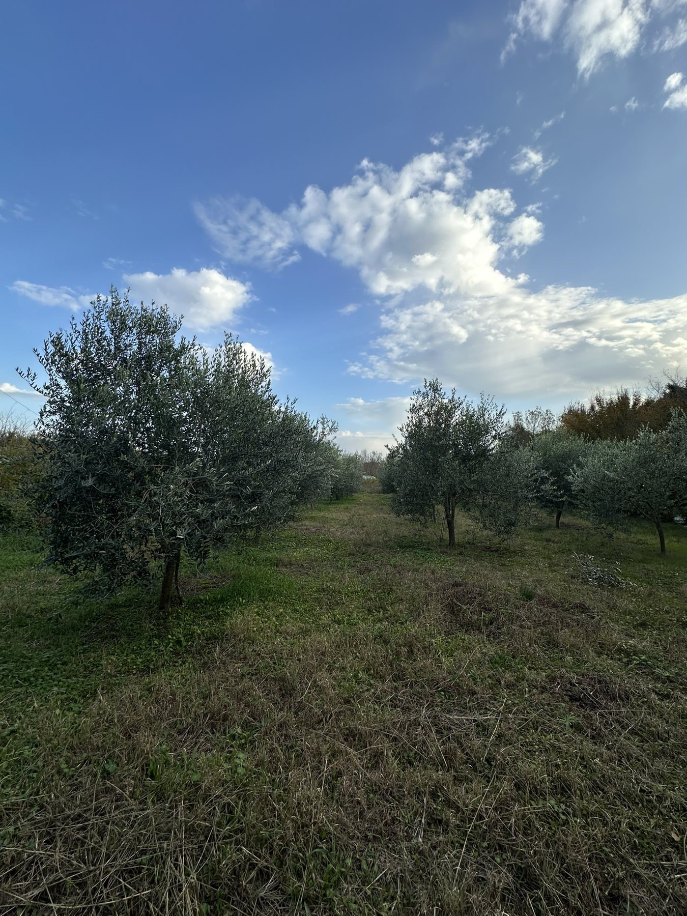 Land Darza 6000m2 - 6