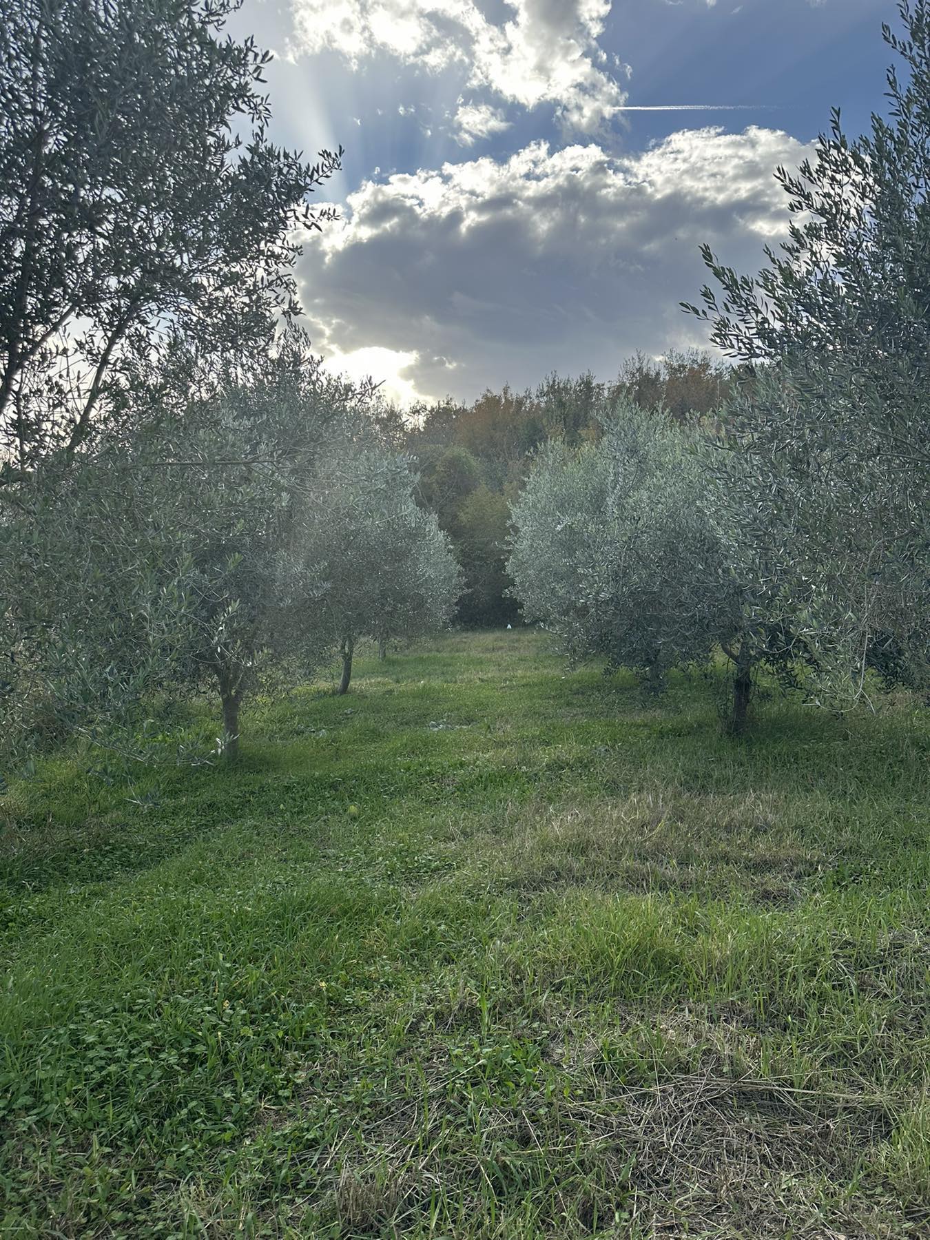 Land Darza 6000m2 - 3