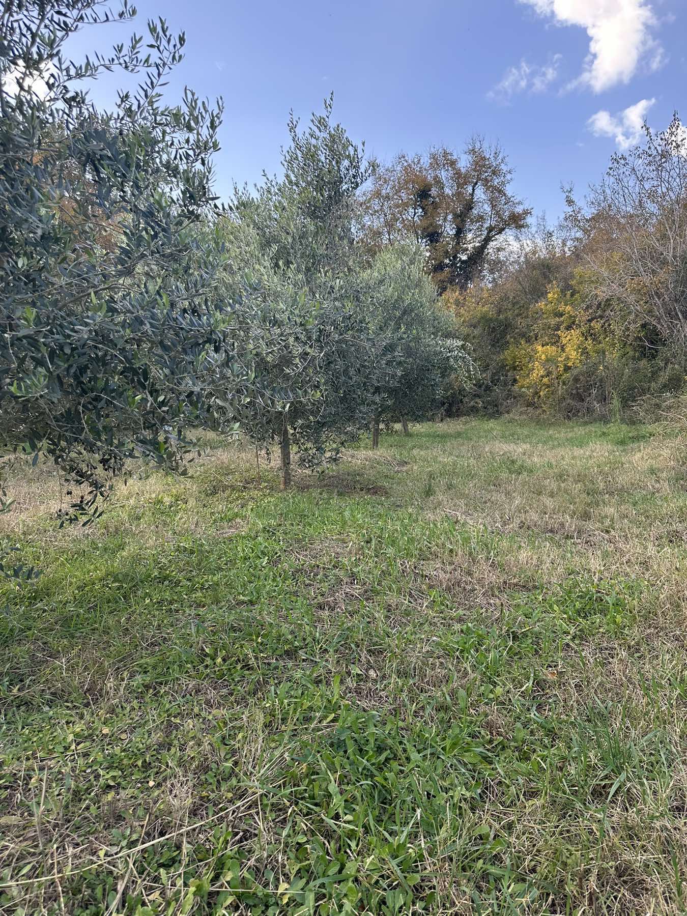 Land Darza 6000m2 - 10