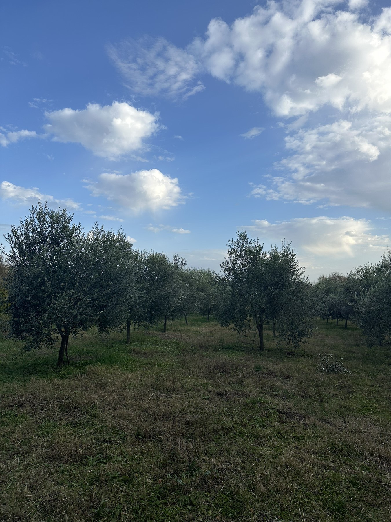 Land Darza 6000m2 - 5