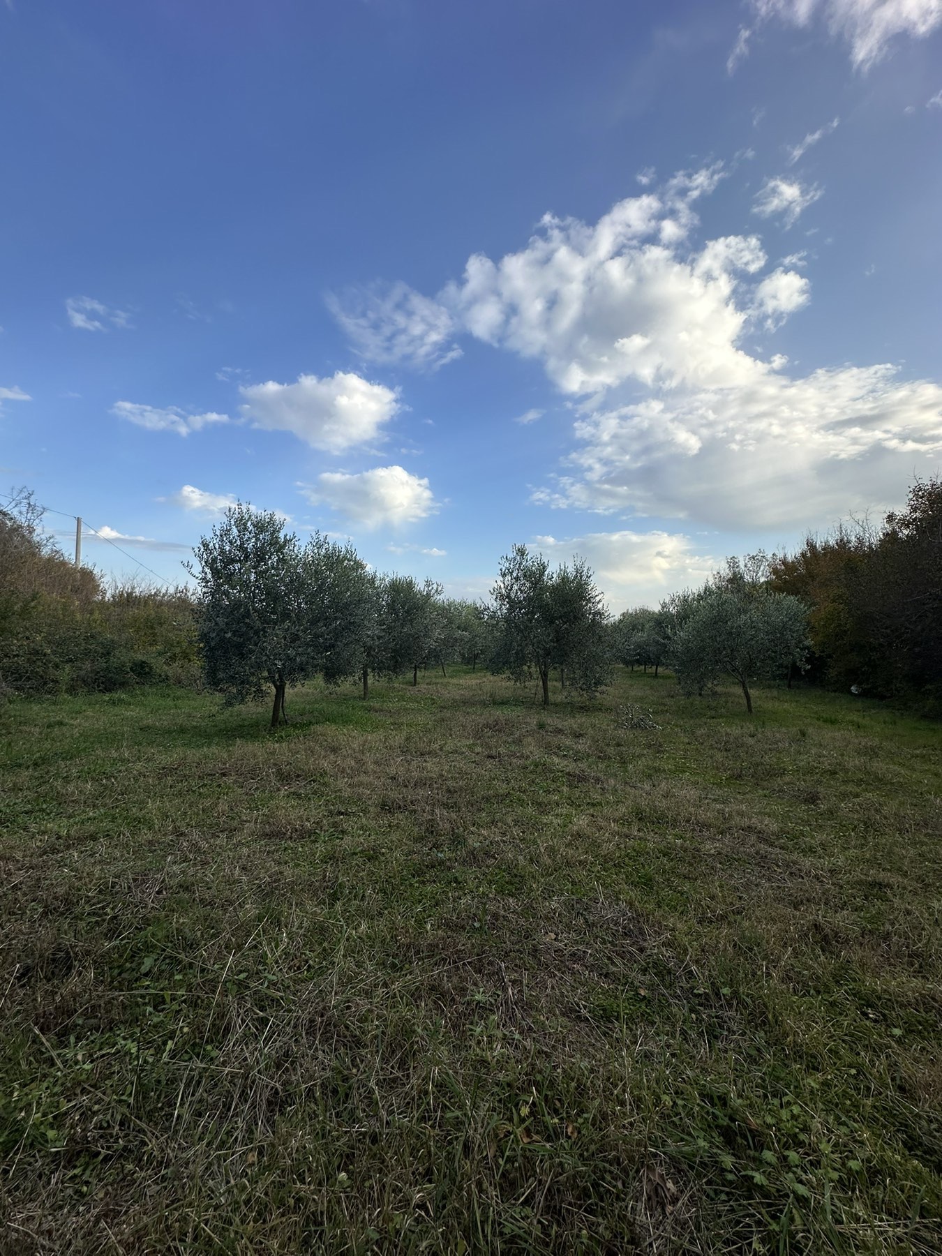 Land Darza 6000m2 - 4