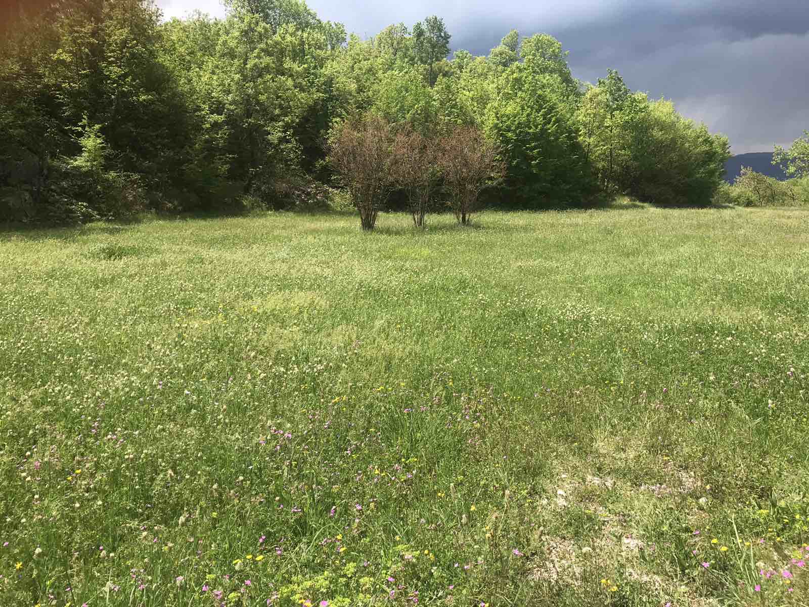 Land Kupinovo 5000m2 - 2