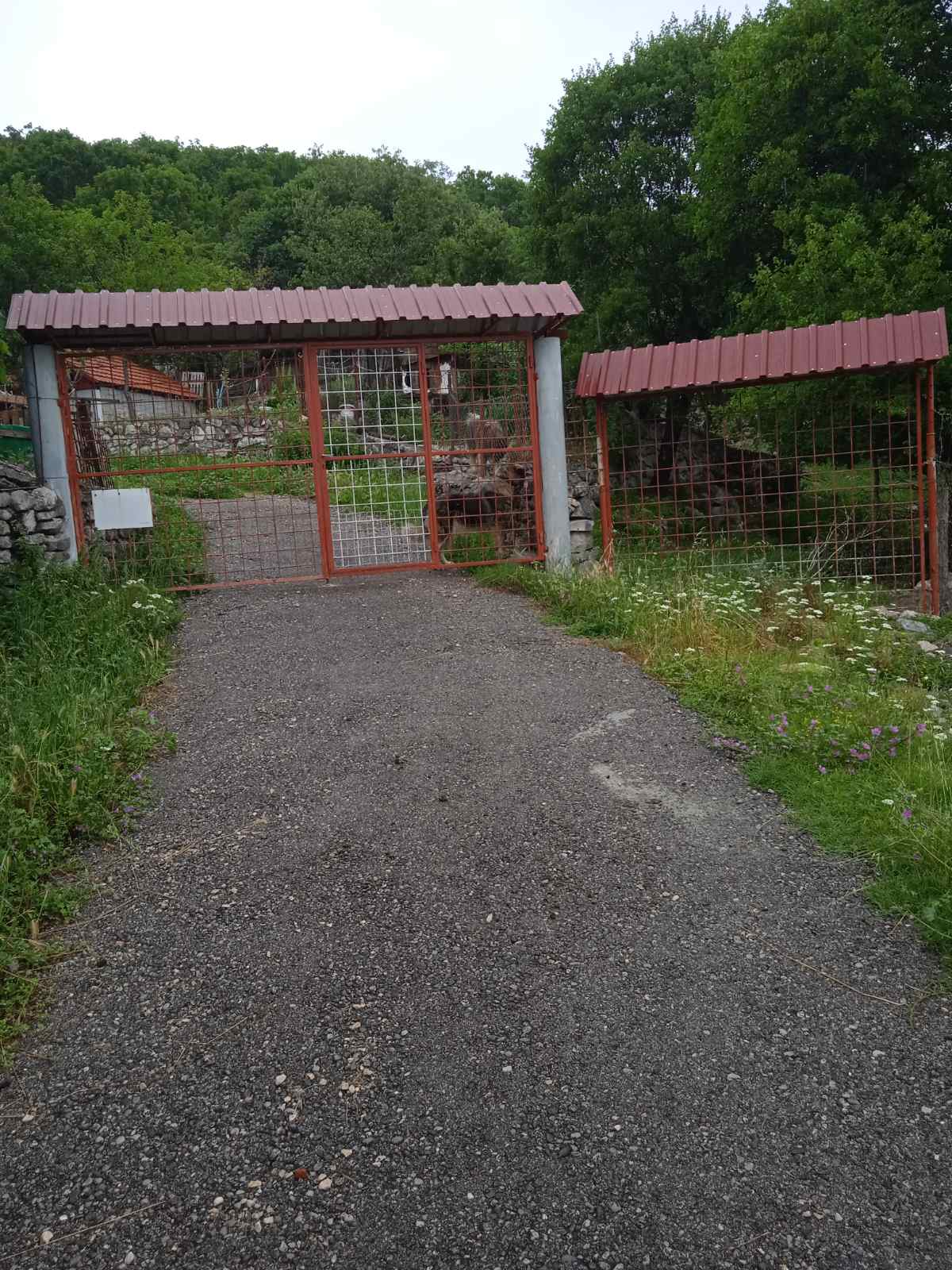 Piperi'de 62747m2'lik Arazi - 4