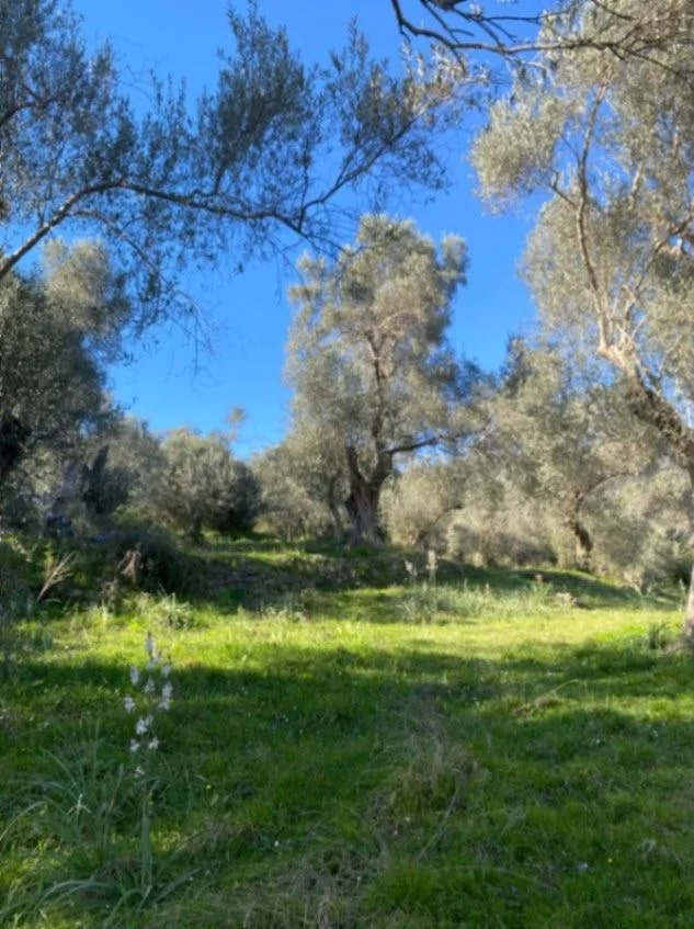 Земля Коломна 5500м2 - 3