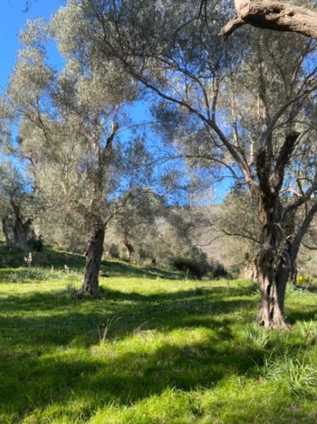 Земля Коломна 5500м2 - 4