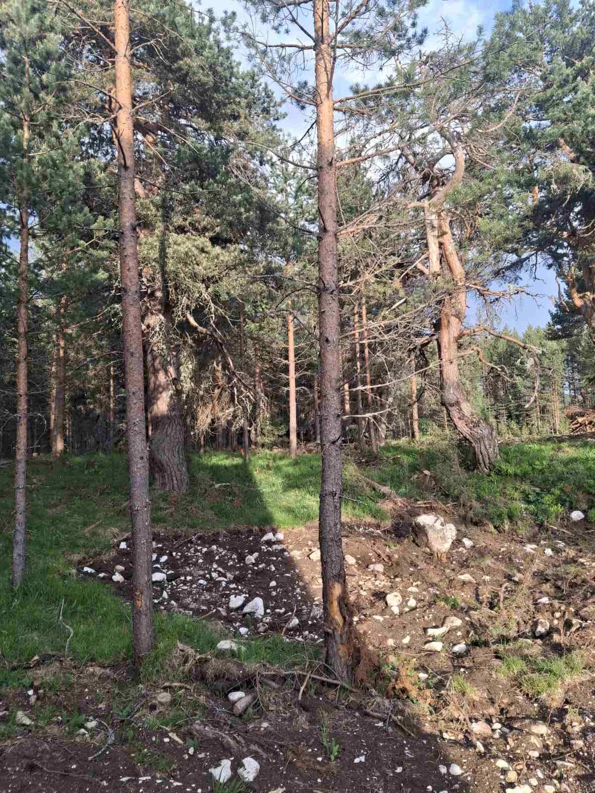 Land Zabljak 1150m2 - 5