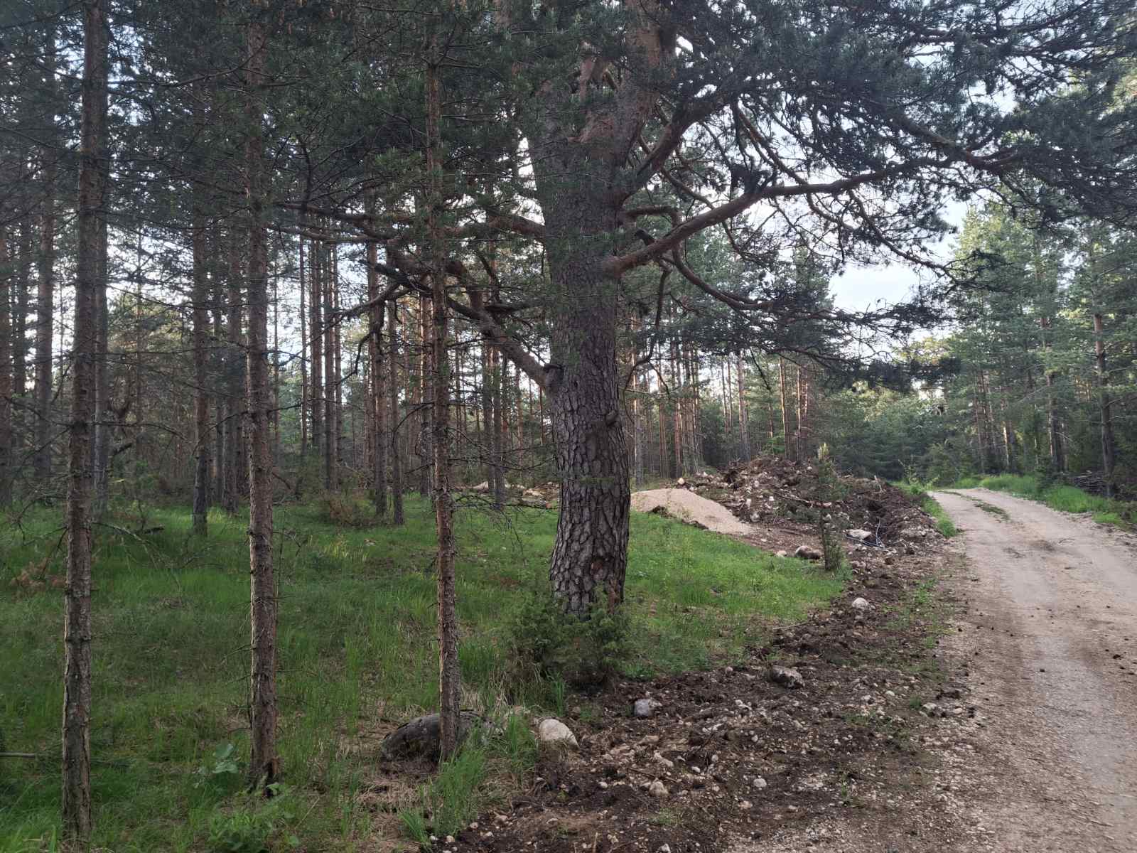 Land Zabljak 1150m2 - 2