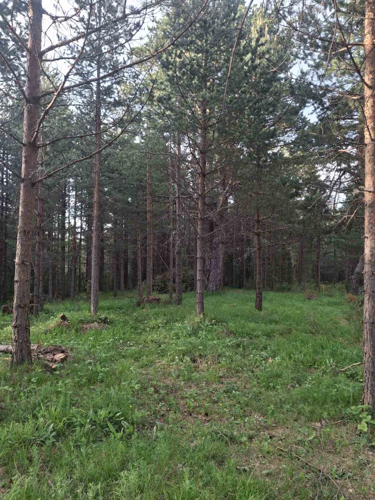 Land Zabljak 1150m2 - 3
