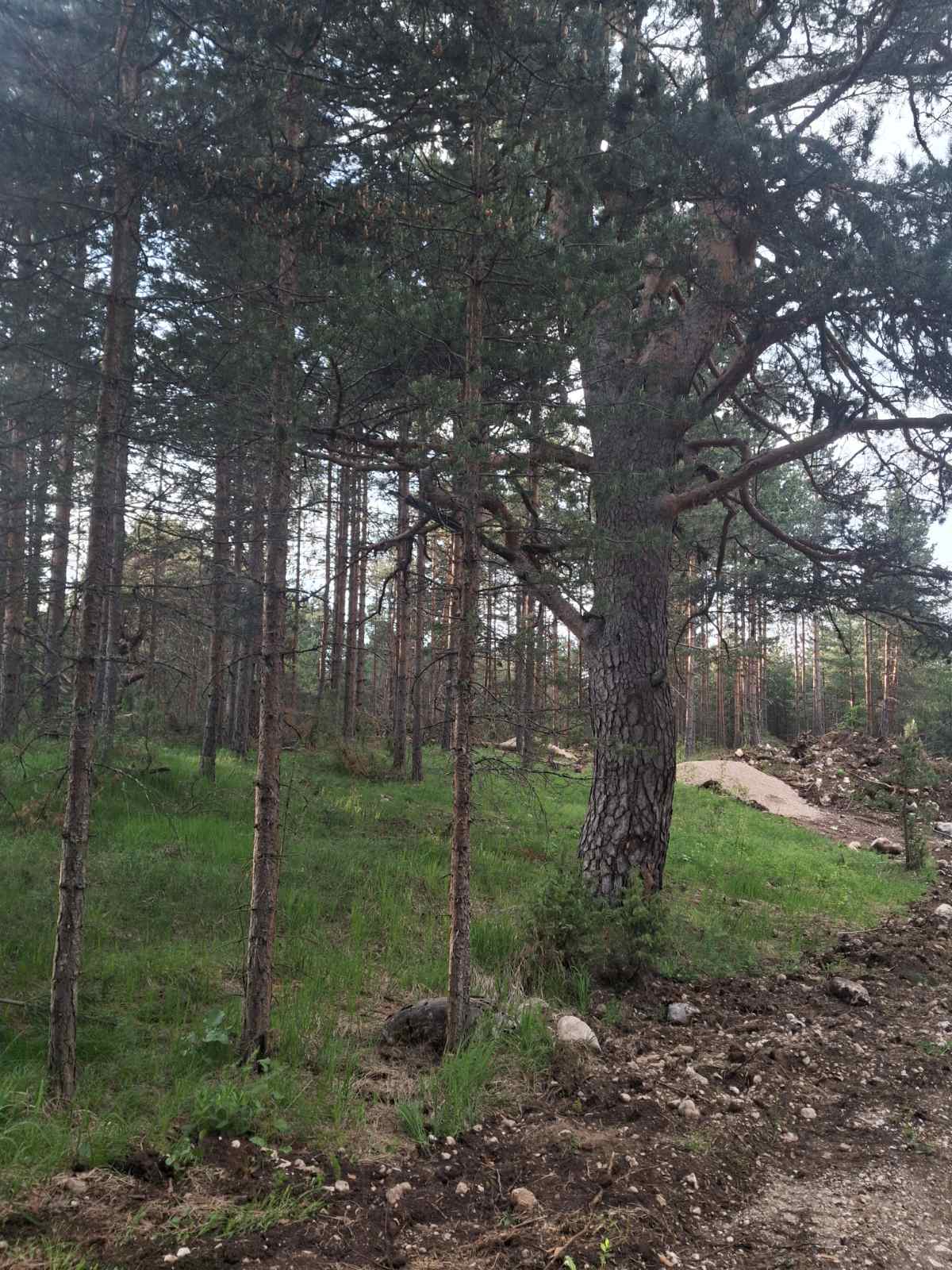 Land Zabljak 1150m2 - 9