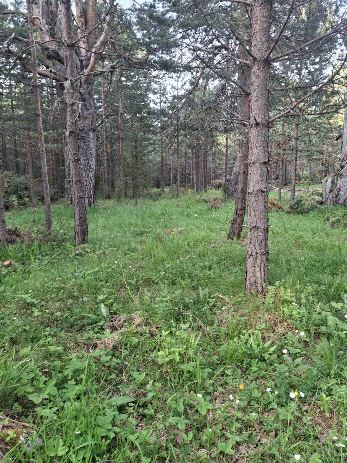 Land Zabljak 1150m2 - 4