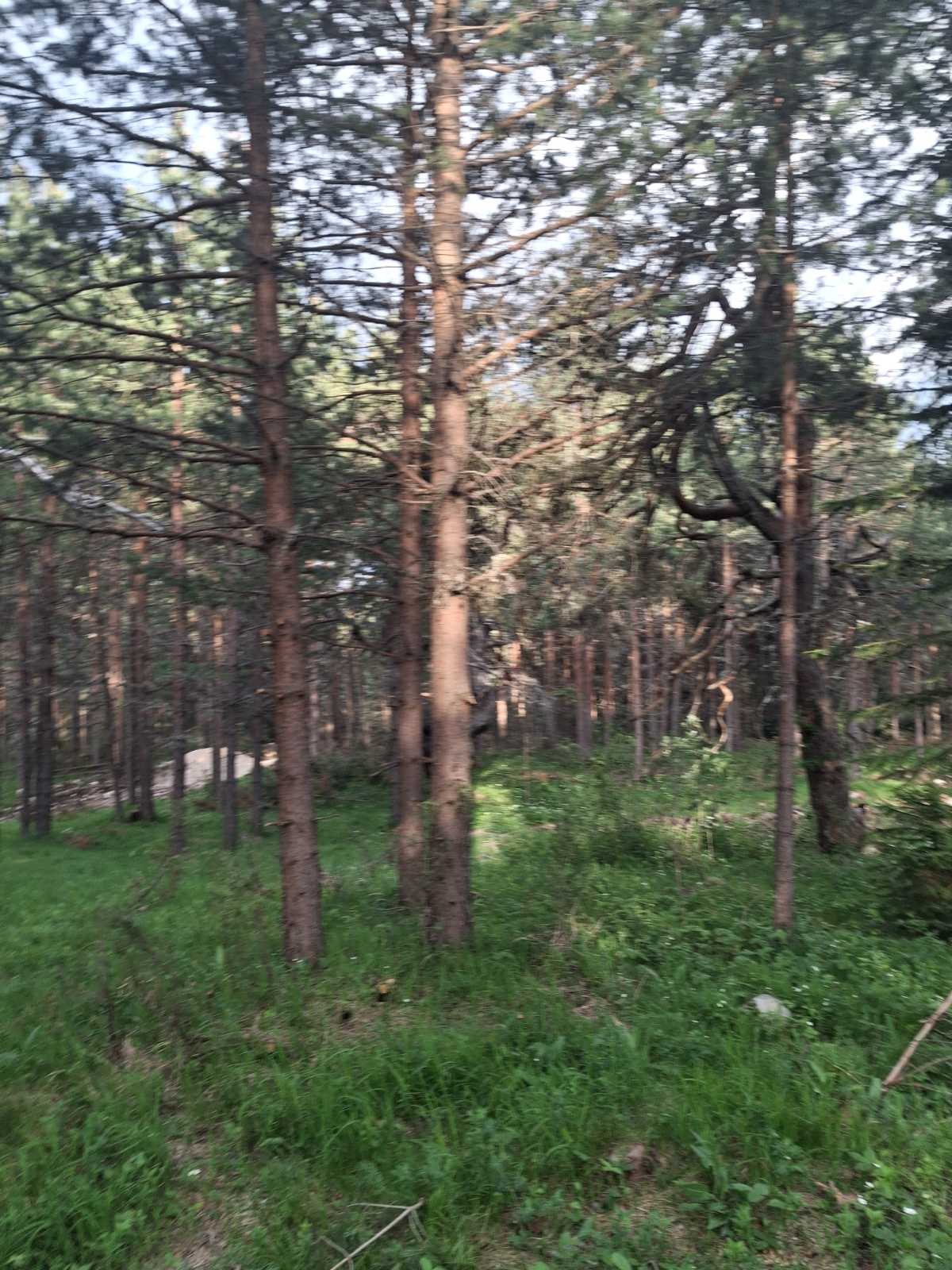 Land Zabljak 1150m2 - 10