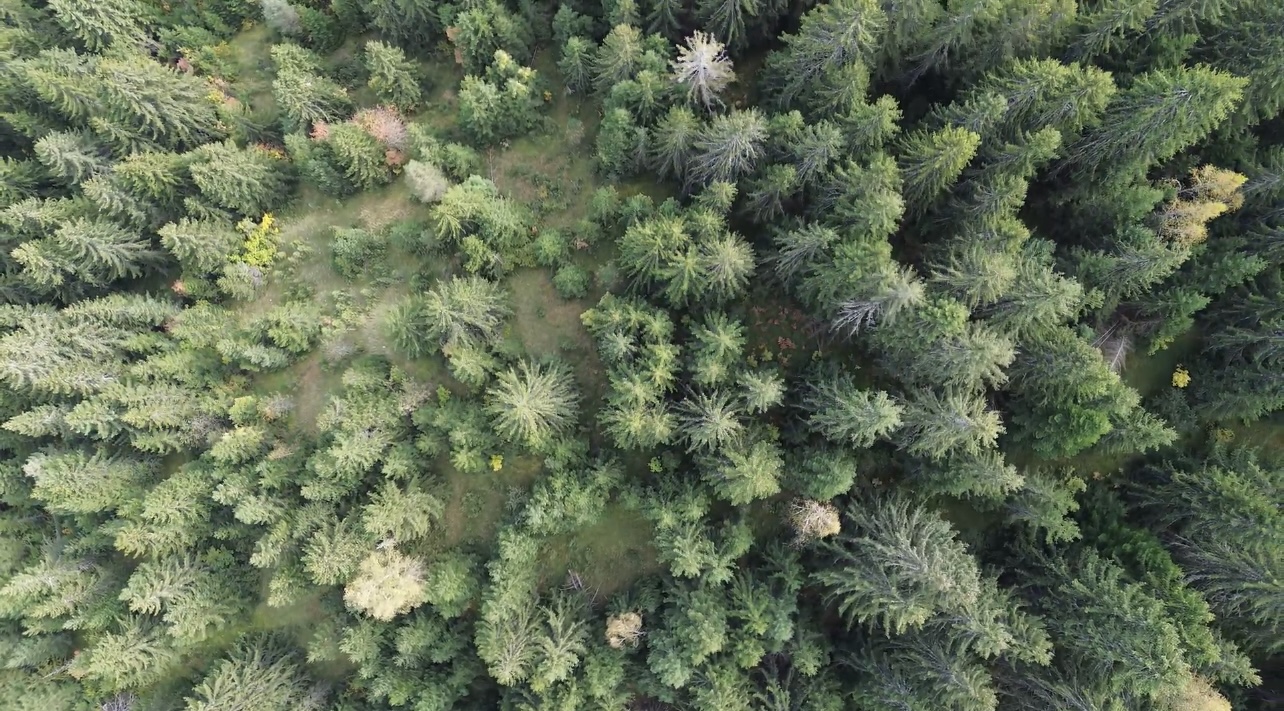 Land Pljevlija 46000m2 - 2