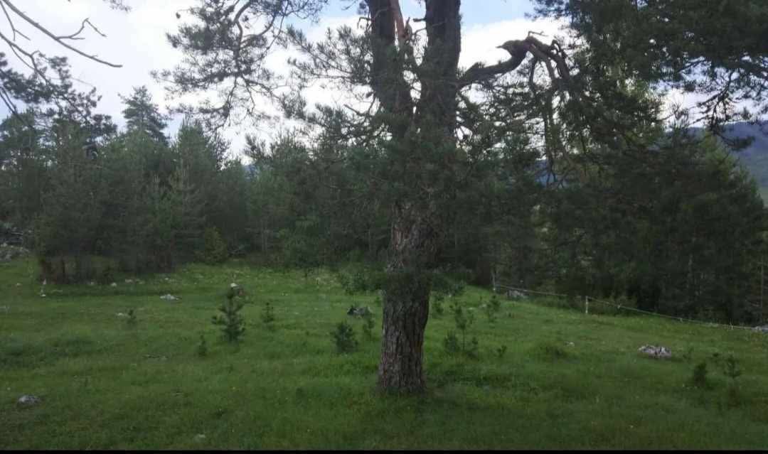 Zemljište na prodaju Borje 17000m2 - 3