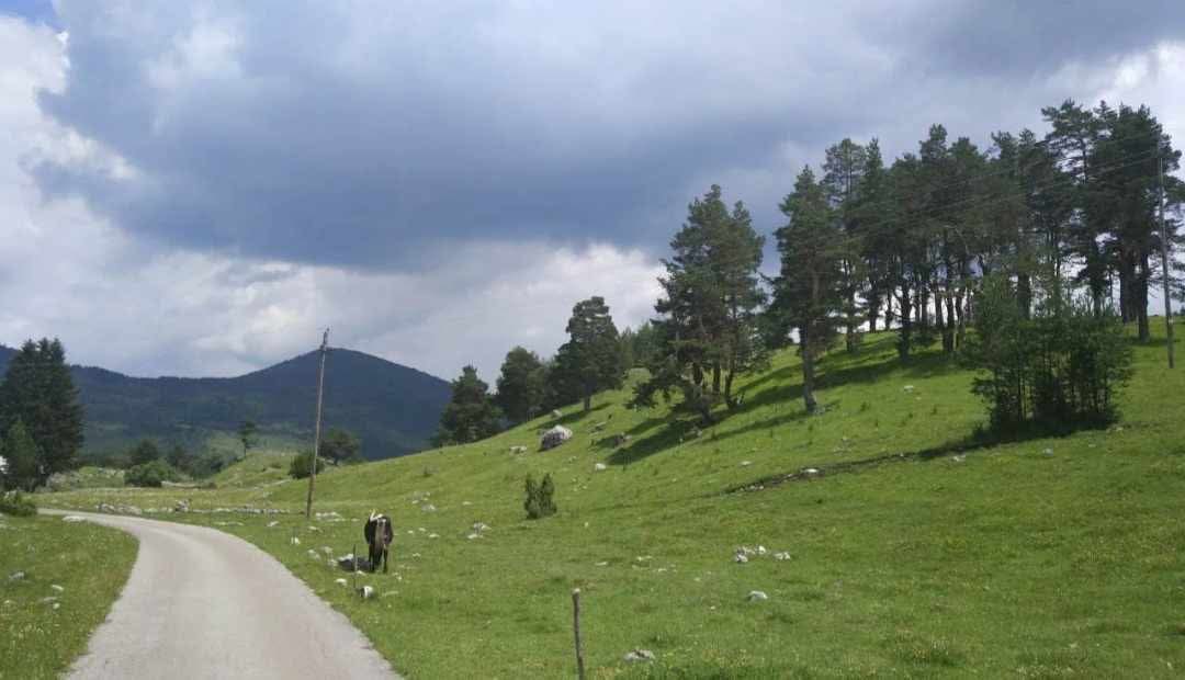 Zemljište na prodaju Borje 17000m2 - 6