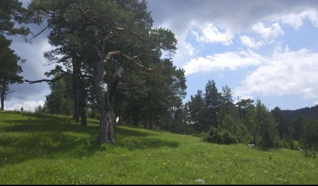 Zemljište na prodaju Borje 17000m2 - 9