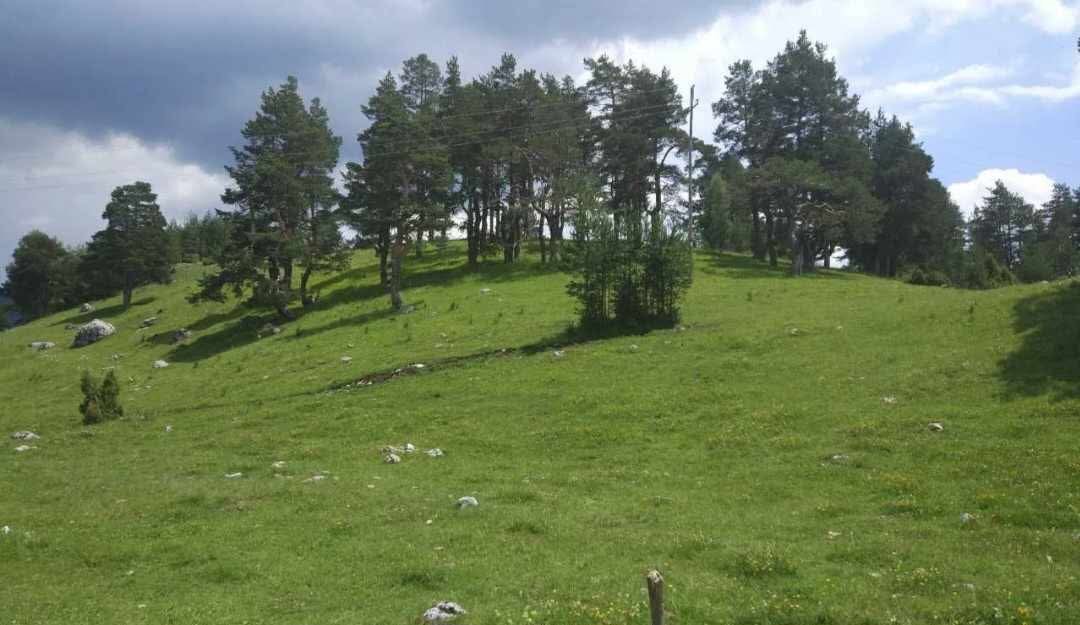 Zemljište na prodaju Borje 17000m2 - 7