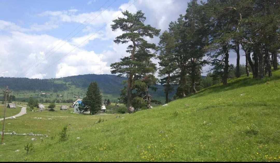 Zemljište na prodaju Borje 17000m2 - 10