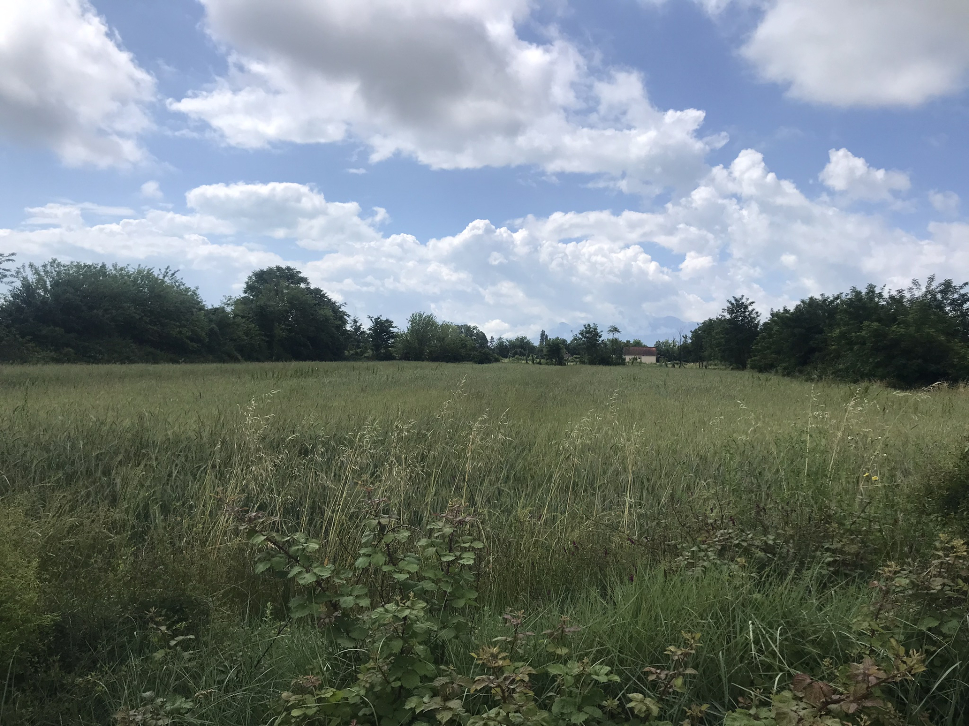 Land for sale Zeta 10000m2 - 3