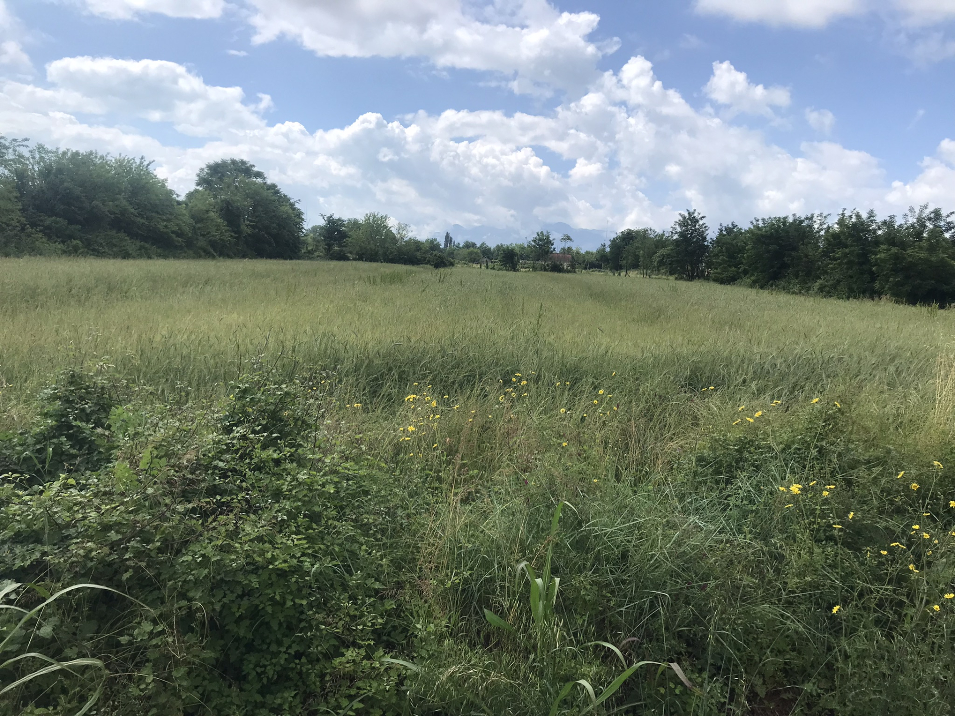 Land for sale Zeta 10000m2 - 2