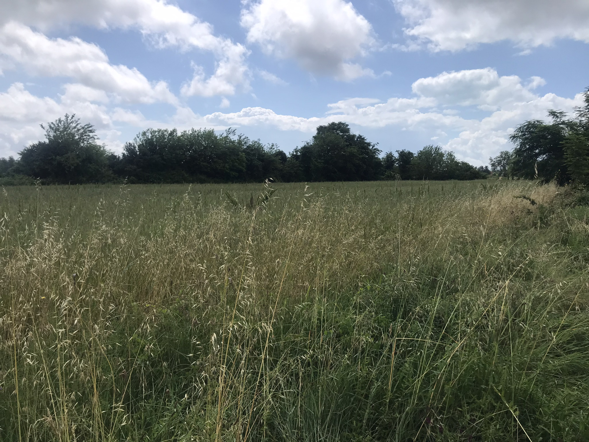 Land for sale Zeta 10000m2 - 4