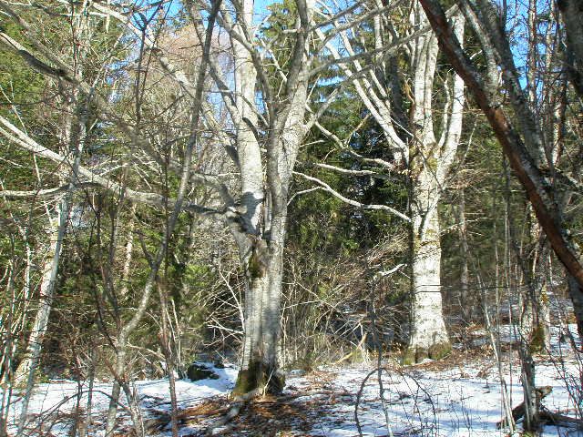 Land for sale Kolasin 100000m2 - 27