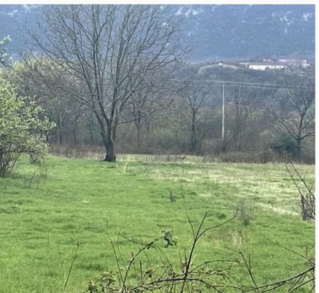 Land for sale Zeta 5205m2 - 3