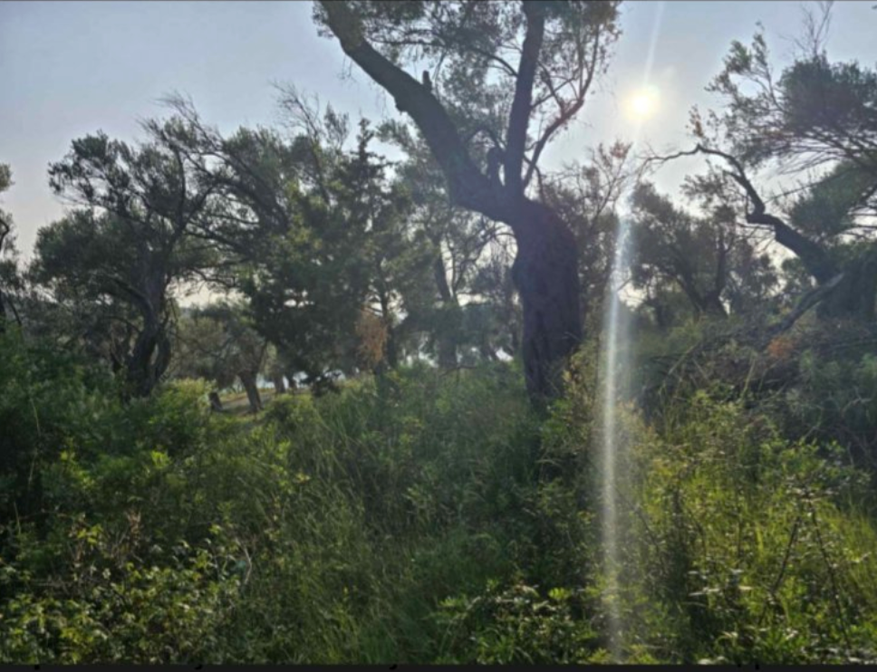 Оливковая роща, Ульцинь – 2000 м² - 2