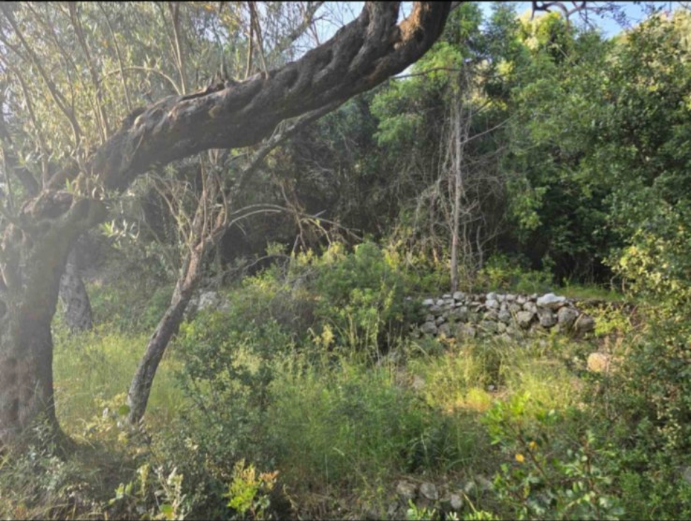 Оливковая роща, Ульцинь – 2000 м² - 3