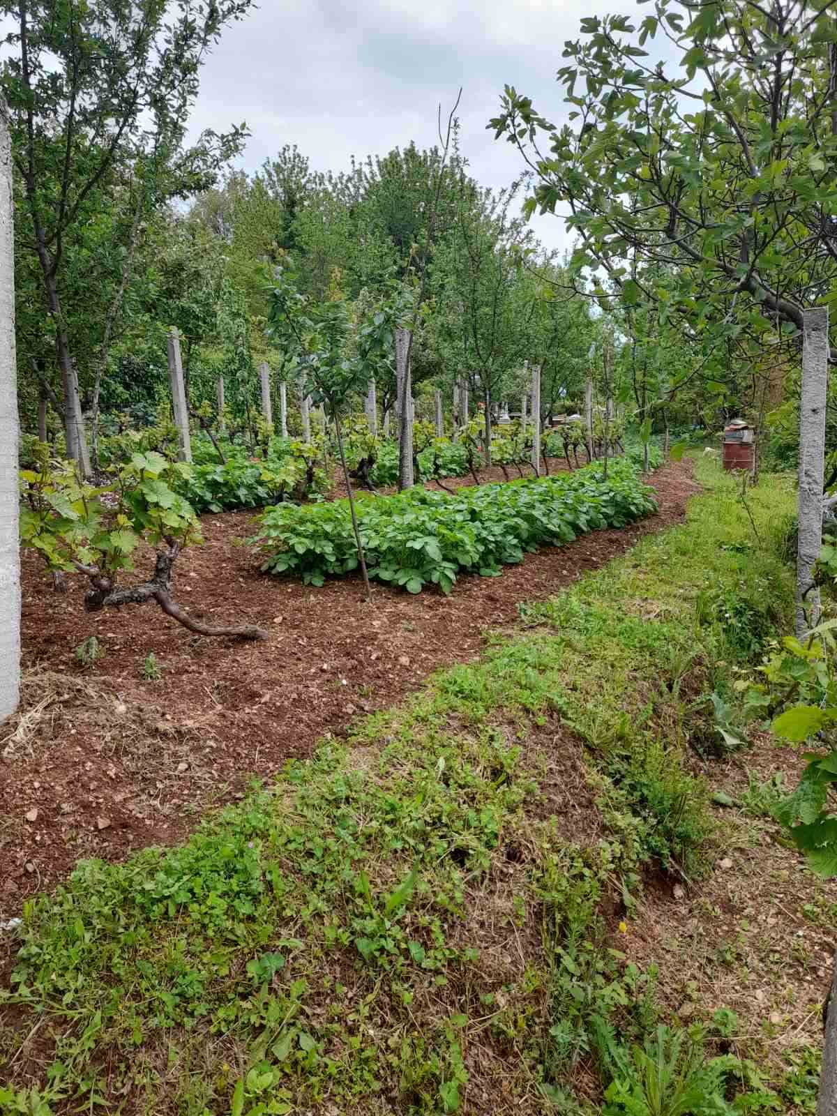 Urbanized plot with orchard 670 m², Herceg Novi - 3