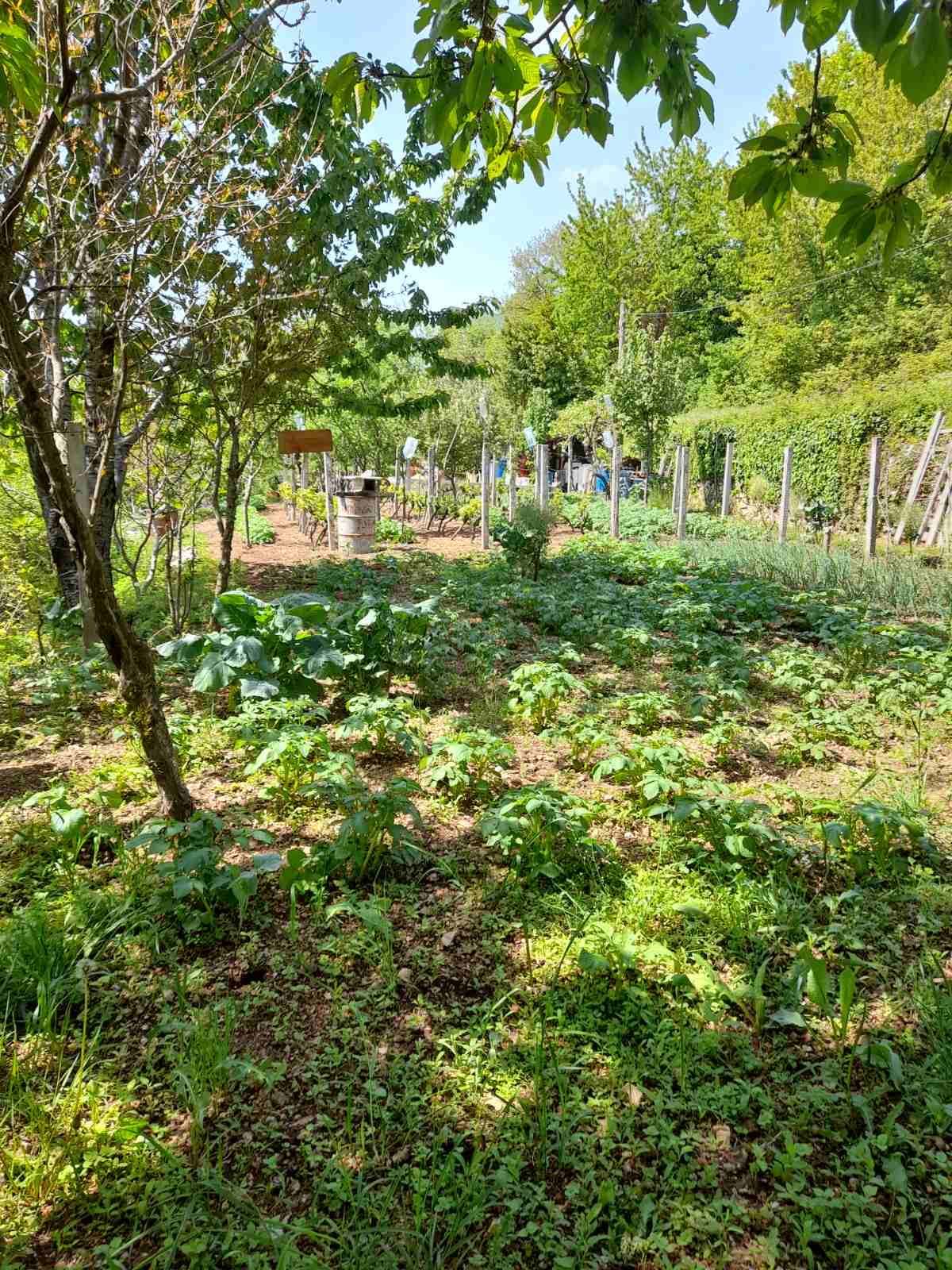 Urbanized plot with orchard 670 m², Herceg Novi - 2