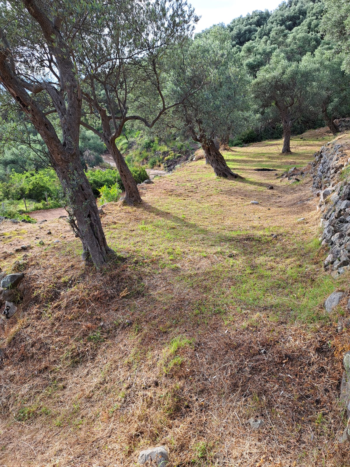 Olive Grove 2600m² Stari Bar, Bar - 4