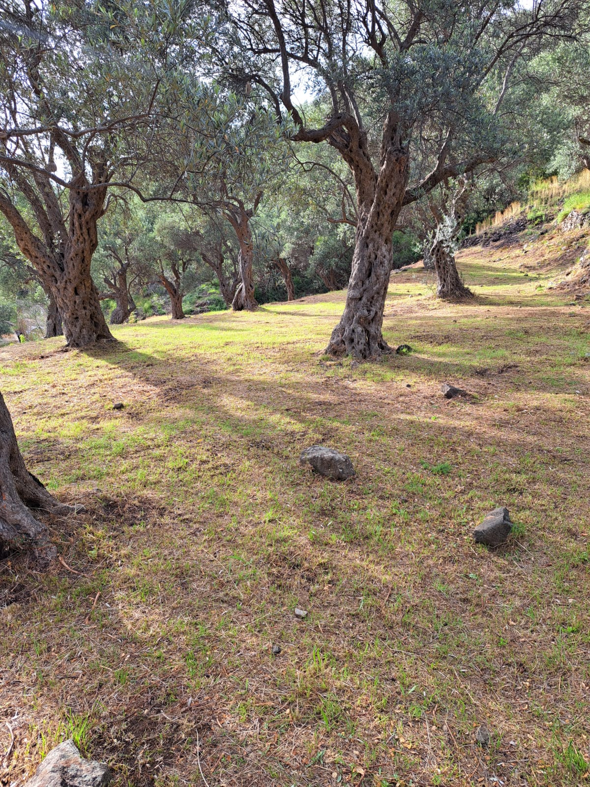Olive Grove 2600m² Stari Bar, Bar - 2