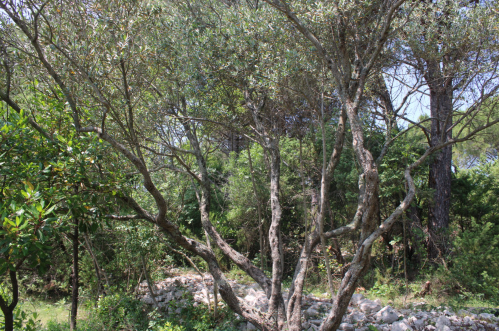 Arsa 300m2 Zambelici Luštica - 6